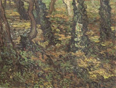 Vincent Van Gogh Tree Trunks with Ivy (nn04) oil painting image